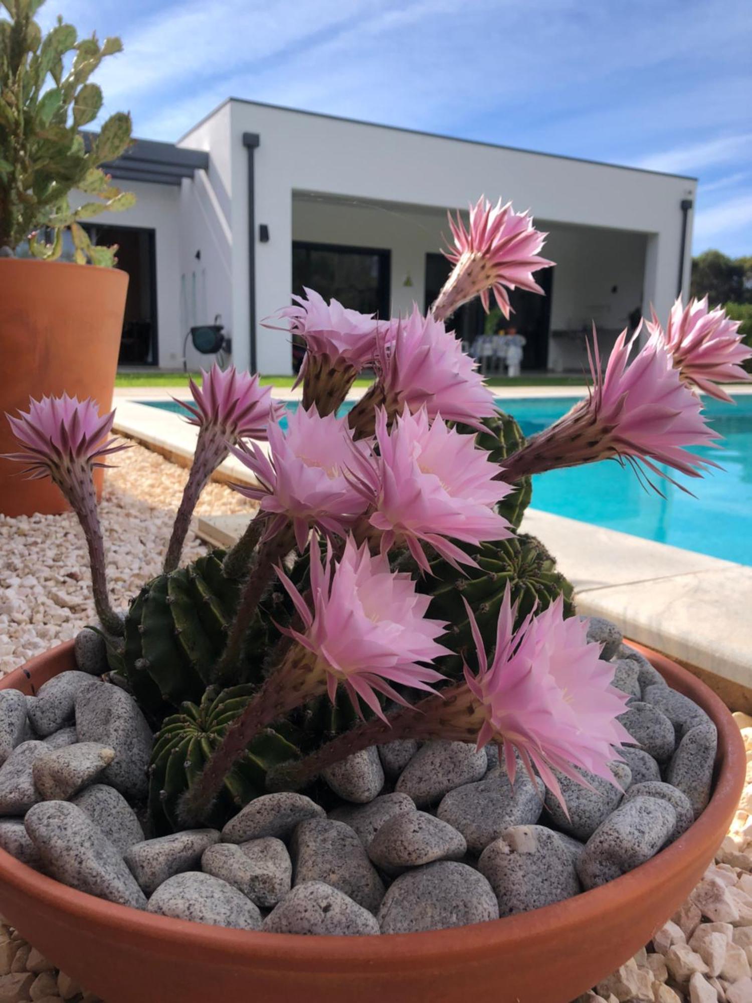 Casa Penina Hotel Alvor Bagian luar foto